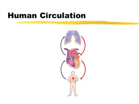 Human Circulation. The Need for Circulation zAll living things must be able to supply their cells with materials from the surrounding environment (Ex.