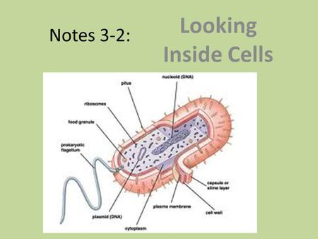 Notes 3-2: Looking Inside Cells.