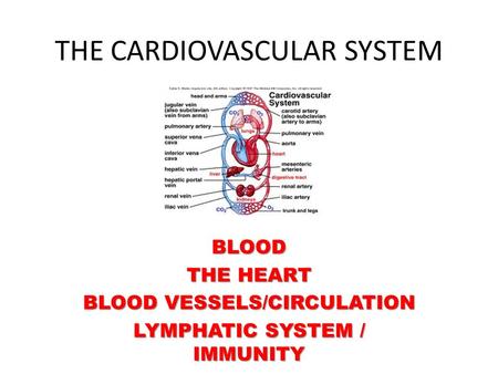 THE CARDIOVASCULAR SYSTEM BLOOD THE HEART BLOOD VESSELS/CIRCULATION LYMPHATIC SYSTEM / IMMUNITY.