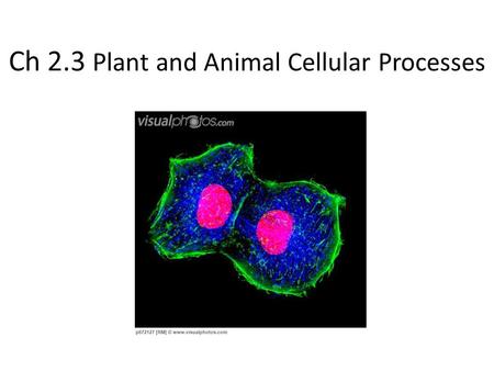 Ch 2.3 Plant and Animal Cellular Processes