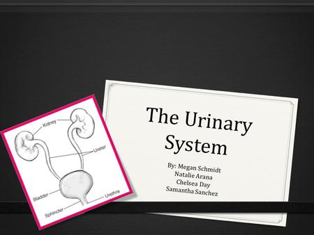 The Urinary System By: Megan Schmidt Natalie Arana Chelsea Day Samantha Sanchez.
