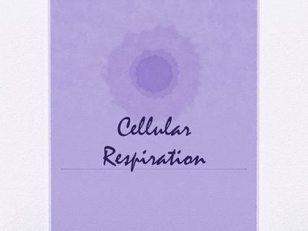 Cellular Respiration. Autotrophs Autotrophs are organisms that can use basic energy sources (i.e. sunlight) to make energy containing organic molecules.