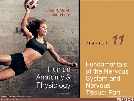 11 Fundamentals of the Nervous System and Nervous Tissue: Part 1.
