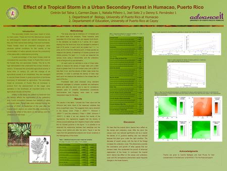Effect of a Tropical Storm in a Urban Secondary Forest in Humacao, Puerto Rico Cintrón Sol Taína 1,, Carmen Zayas 1, Natalia Piñeiro 1, Joel Soto 2 y Denny.