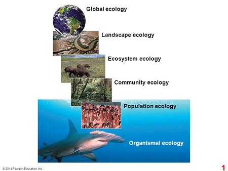 © 2014 Pearson Education, Inc. Global ecology Landscape ecology Ecosystem ecology Community ecology Population ecology Organismal ecology 1.