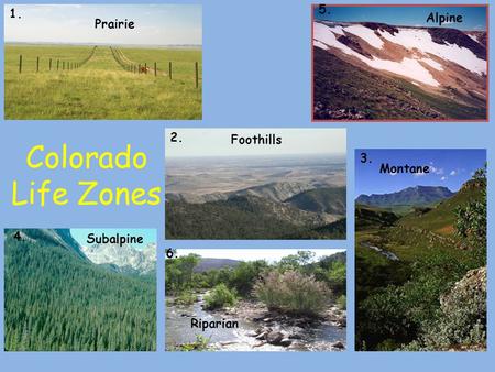 Colorado Life Zones Alpine Prairie 2. Foothills 3. Montane 4.