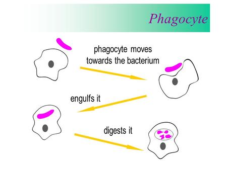 Phagocyte. B cells Receptor B Cell Naïve B cell B cells and antibodies daughter cells produce antibodies phagocyte consumes an antibody coated virus.
