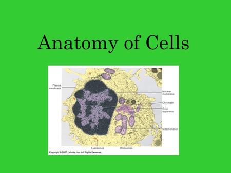 Anatomy of Cells. “Typical” Cell “Typical” Cell vs. Reality “Typical” cells do not actually exist in the body Cell are specialized structure to carry.