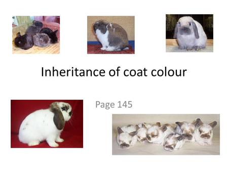 Inheritance of coat colour