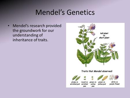 Mendel’s Genetics Mendel’s research provided the groundwork for our understanding of inheritance of traits.