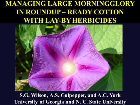 S.G. Wilson, A.S. Culpepper, and A.C. York University of Georgia and N. C. State University MANAGING LARGE MORNINGGLORY IN ROUNDUP – READY COTTON WITH.