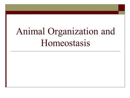 Animal Organization and Homeostasis. Tissues  Specialized cells of the same type that perform a common function in the body  Types Epithelial Connective.