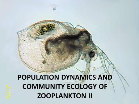POPULATION DYNAMICS AND COMMUNITY ECOLOGY OF ZOOPLANKTON II.