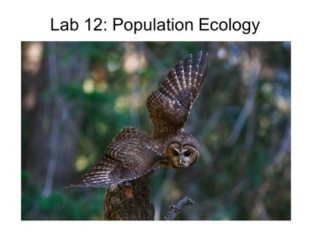 Lab 12: Population Ecology. What is Population Ecology? Ecology: study of interactions between organisms and their environment Population: group of conspecifics.