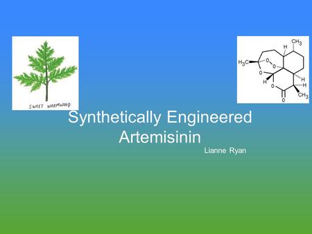 Synthetically Engineered Artemisinin Lianne Ryan.