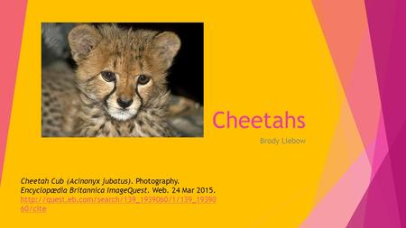 Cheetahs Brody Liebow Cheetah Cub (Acinonyx jubatus). Photography. Encyclopædia Britannica ImageQuest. Web. 24 Mar 2015.