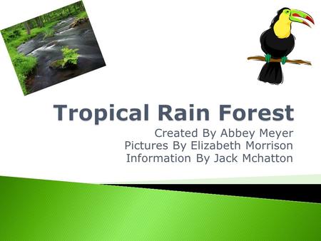 Tropical Rain Forest Created By Abbey Meyer
