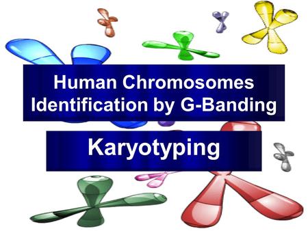 Mazen Zaharna Molecular Biology 1/2009 Human Chromosomes Identification by G-Banding Karyotyping.