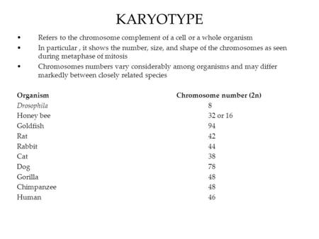 KARYOTYPE Refers to the chromosome complement of a cell or a whole organism In particular, it shows the number, size, and shape of the chromosomes as seen.