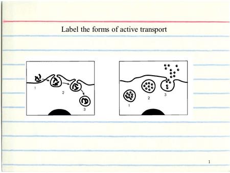 1 Label the forms of active transport. 2 Endocytosis Exocytosis.