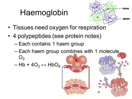 Haemoglobin Tissues need oxygen for respiration