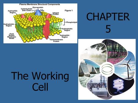 CHAPTER 5 The Working Cell. Energy The capacity to do work Comes in two forms: Kinetic energy – it does work e.g. heat or light produced by molecular.