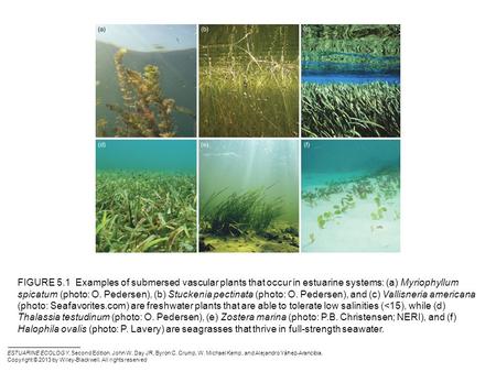 FIGURE 5.1 Examples of submersed vascular plants that occur in estuarine systems: (a) Myriophyllum spicatum (photo: O. Pedersen), (b) Stuckenia pectinata.