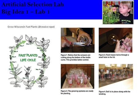 Artificial Selection Lab Big Idea 1 – Lab 1