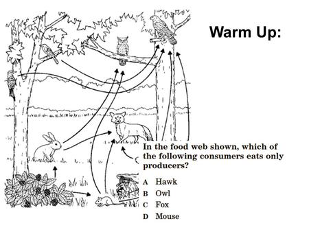 Warm Up:. More vocabulary 1.Producers – producers in a food chain/web/pyramid 2.Primary consumers – herbivores – eat producers 3.Secondary consumers –