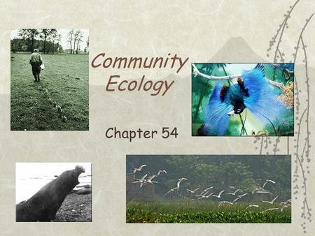 Community Ecology Chapter 54.