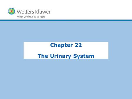 Chapter 22 The Urinary System.