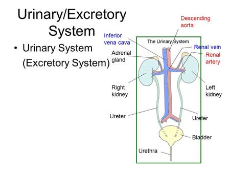 Urinary/Excretory System