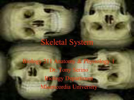 Skeletal System Biology 211 Anatomy & Physiology 1 Dr. Tony Serino