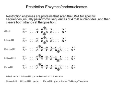 Restriction Enzymes/endonucleases Restriction enzymes are proteins that scan the DNA for specific sequences, usually palindromic sequences of 4 to 8 nucleotides,