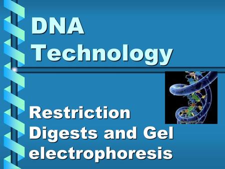 Restriction Digests and Gel electrophoresis