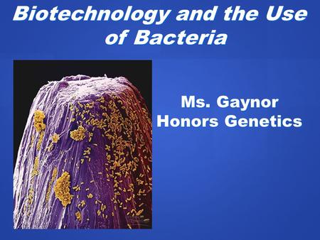 Ms. Gaynor Honors Genetics Biotechnology and the Use of Bacteria.