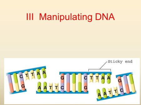 III Manipulating DNA. The Tools of Molecular Biology How do scientists make changes to DNA? The Tools of Molecular Biology.