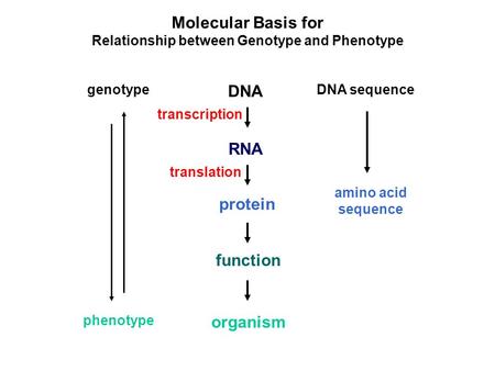Molecular Basis for Relationship between Genotype and Phenotype DNA RNA protein genotype function organism phenotype DNA sequence amino acid sequence transcription.