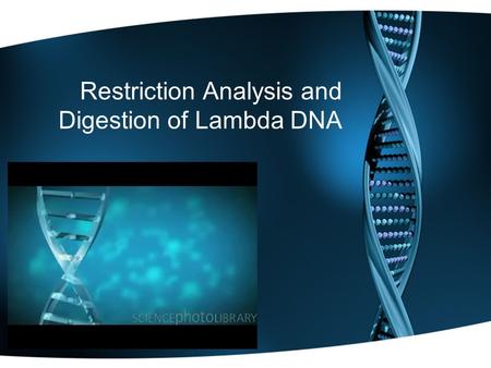 Restriction Analysis and Digestion of Lambda DNA.