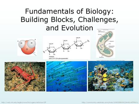 Fundamentals of Biology: Building Blocks, Challenges, and Evolution
