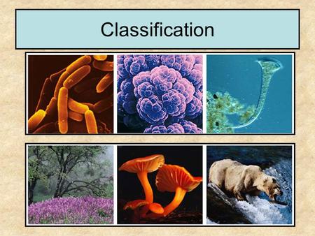 Classification. Development of Binomial Nomenclature Theophrastus first attempted to organize and classify plants in the 4 th century B.C. –Classified.