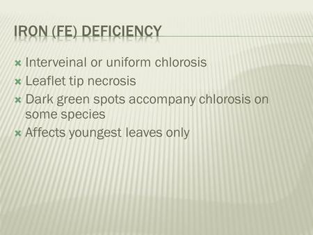 Iron (Fe) Deficiency Interveinal or uniform chlorosis