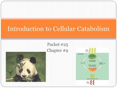 Packet #25 Chapter #9 Introduction to Cellular Catabolism.