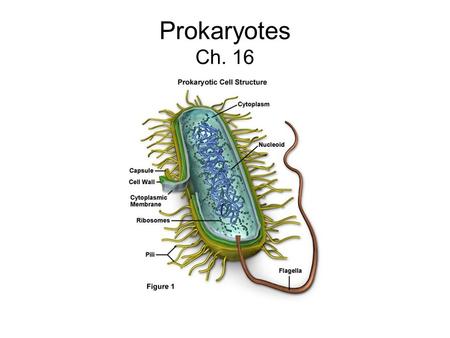Prokaryotes Ch. 16.