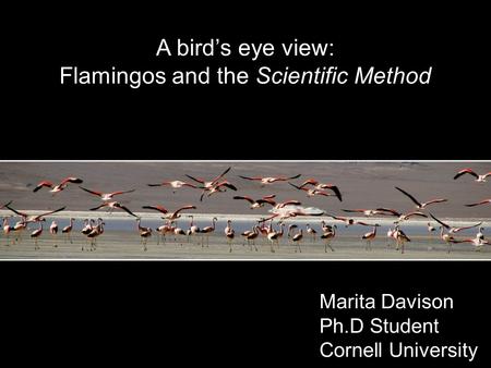 Flamingos and the Scientific Method