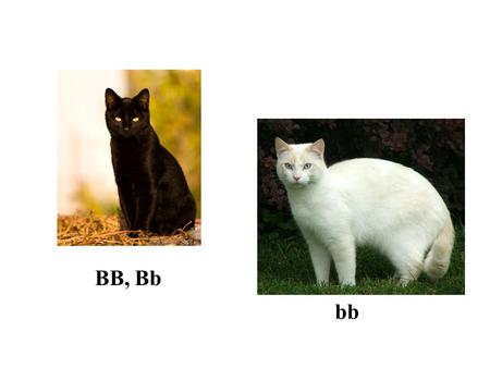 BB, Bb bb. 1) What are the Phenotype Frequencies?