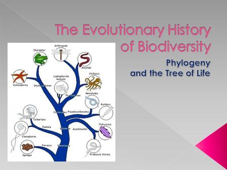 The Evolutionary History of Biodiversity