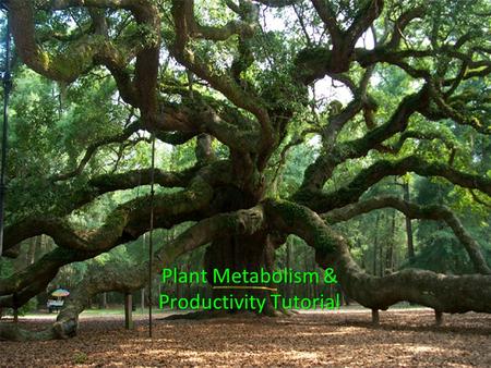 Plant Metabolism & Productivity Tutorial