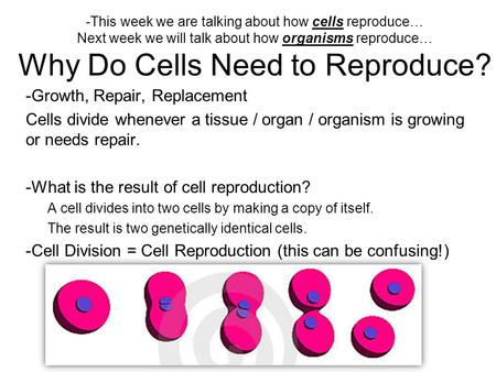 -This week we are talking about how cells reproduce… Next week we will talk about how organisms reproduce… Why Do Cells Need to Reproduce? -Growth, Repair,