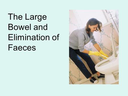 The Large Bowel and Elimination of Faeces